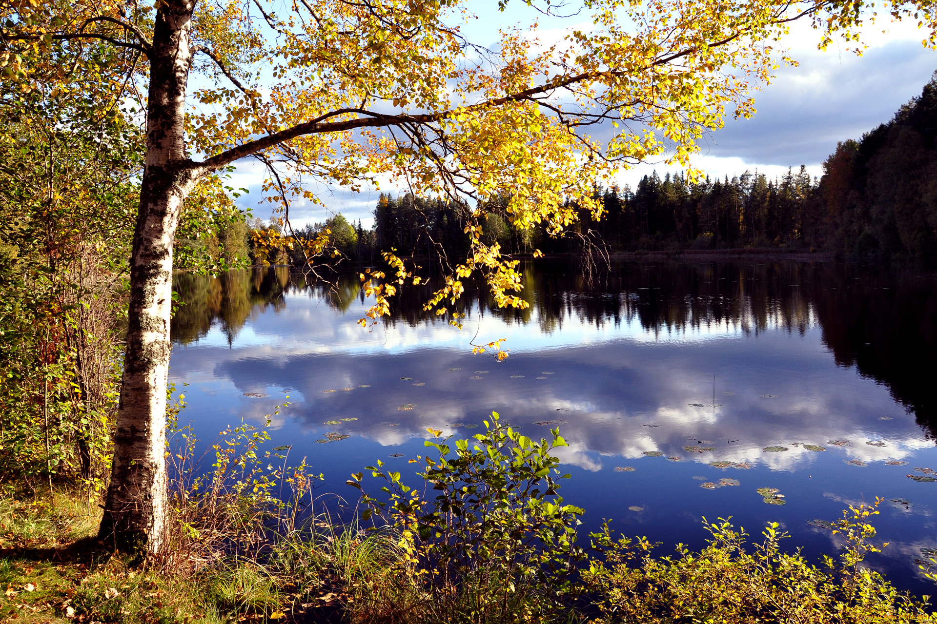 Осень река лес озеро